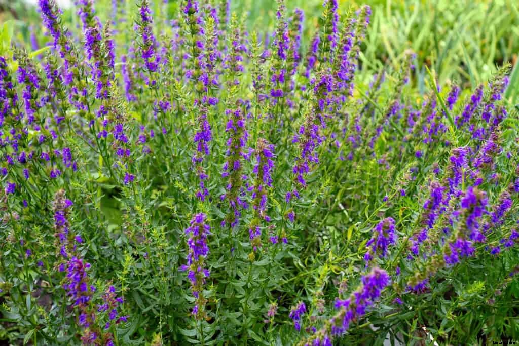 How to Grow Hyssop