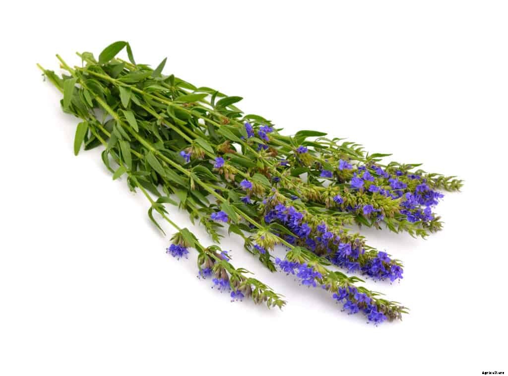 How to Grow Hyssop