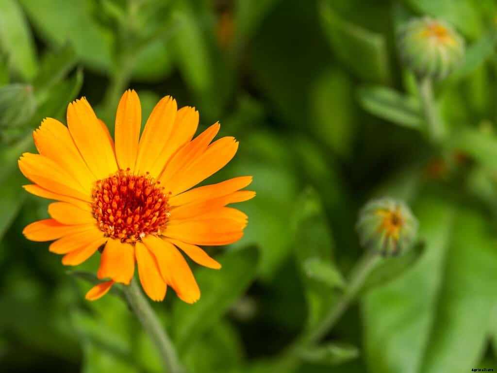 How to Grow Calendula