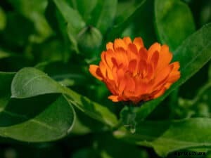 How to Grow Calendula