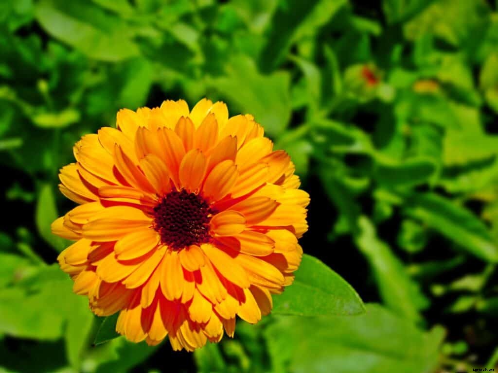 How to Grow Calendula