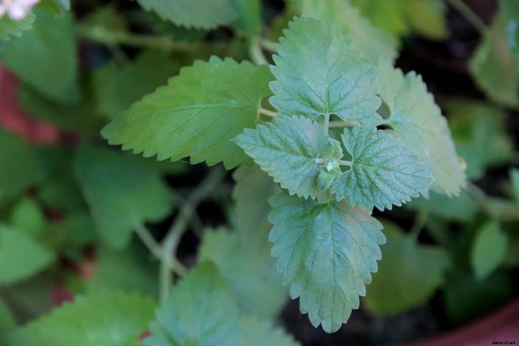 How to Grow Catnip Herb