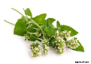 How to Grow Catnip Herb