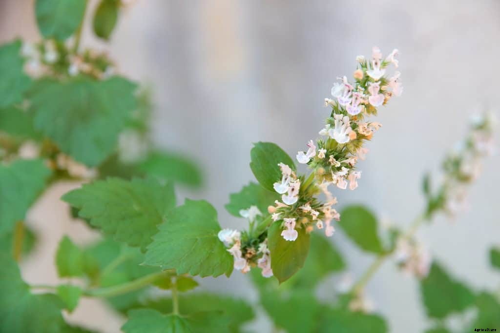 How to Grow Catnip Herb