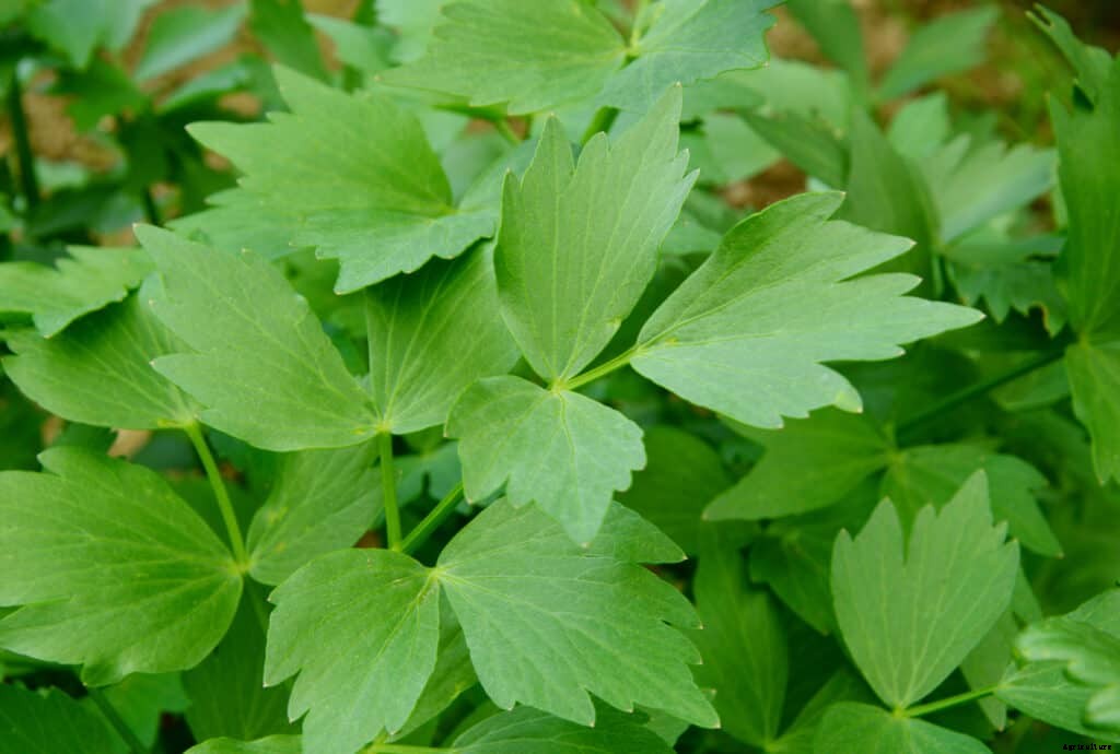 How to Grow Lovage