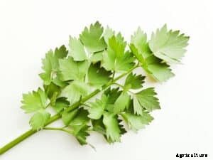 How to Grow Lovage