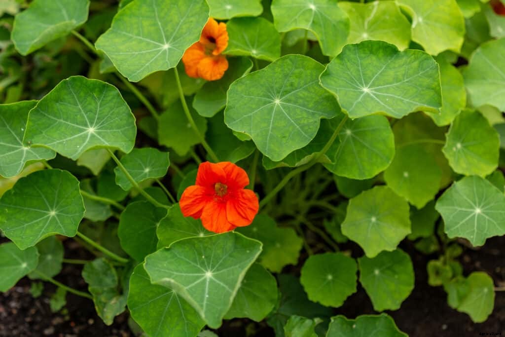 How to Grow Nasturtium Herb