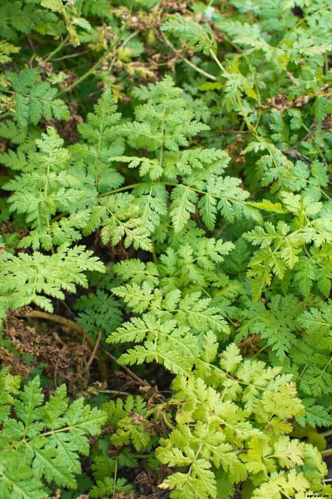 How to Grow Sweet Cicely