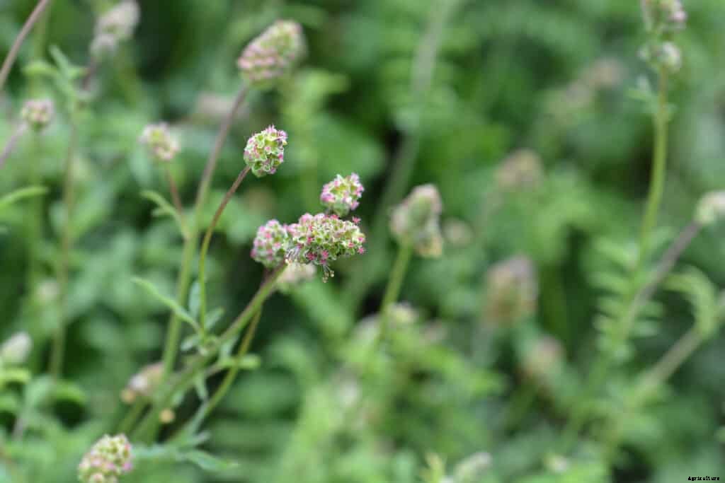 How to Grow Salad Burnet