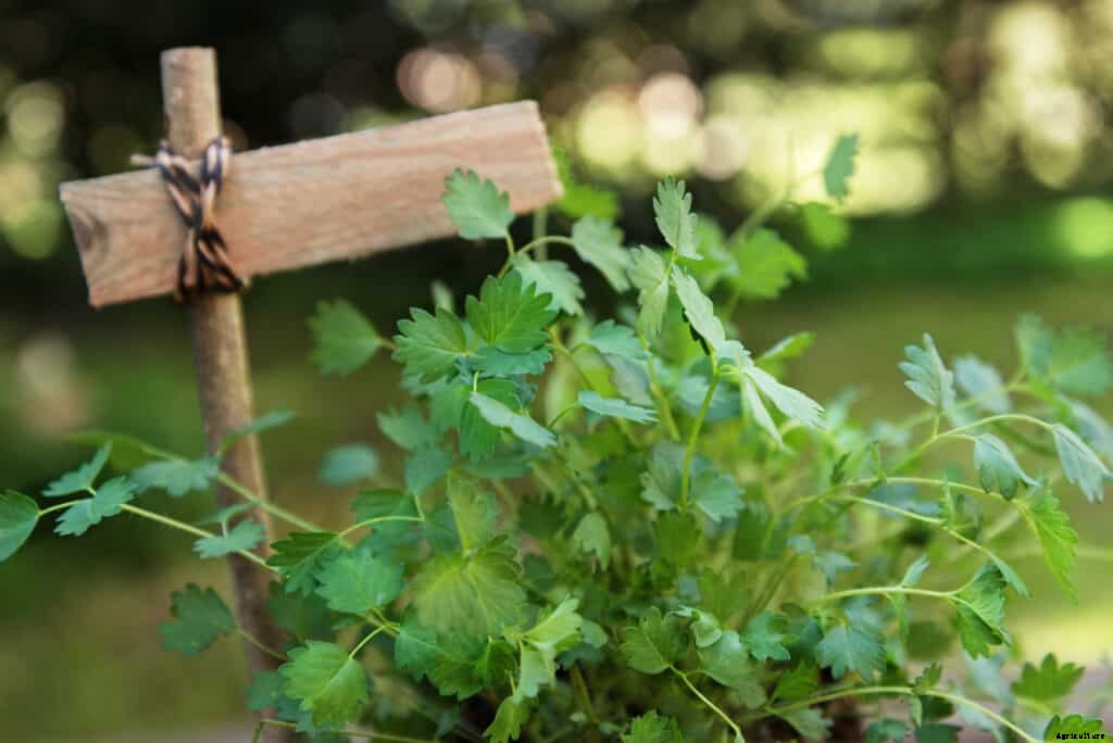 How to Grow Salad Burnet