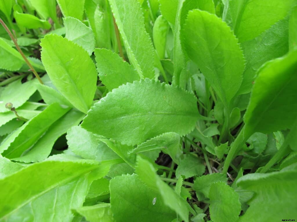 How to Grow Costmary