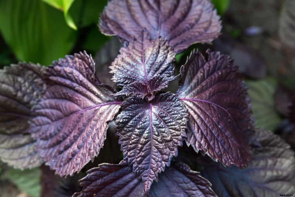 How to Grow Shiso