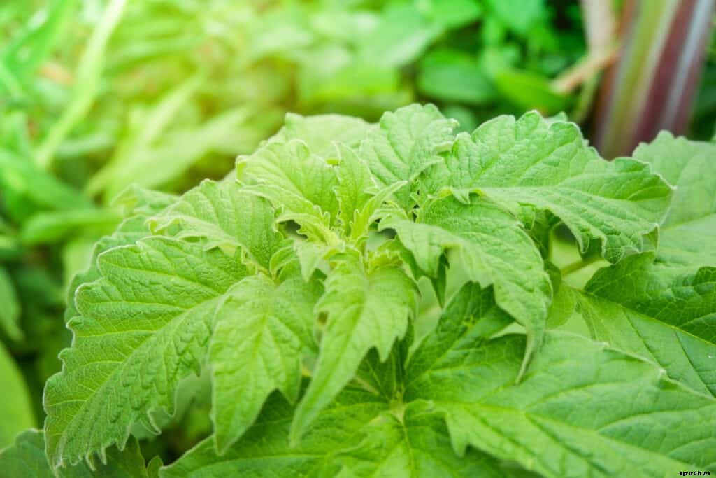 How to Grow Shiso