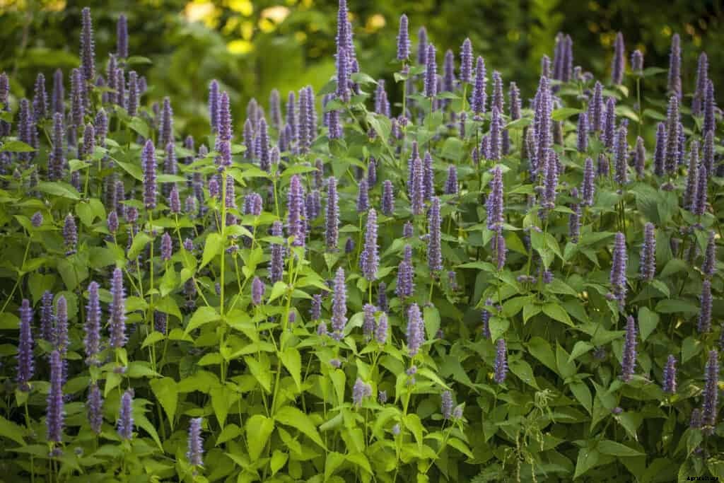 How to Grow Anise Hyssop