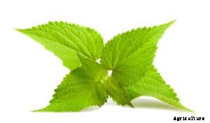 How to Grow Anise Hyssop