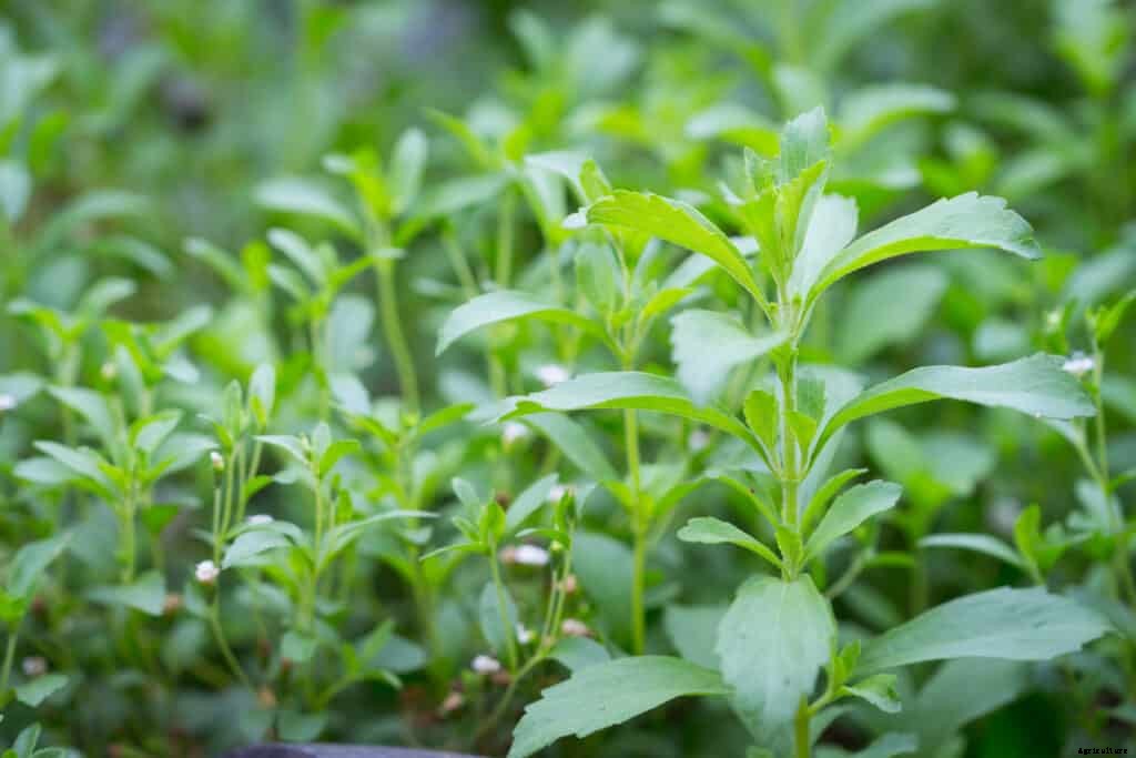 How to Grow Stevia