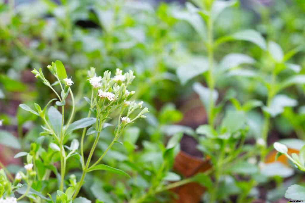 How to Grow Stevia