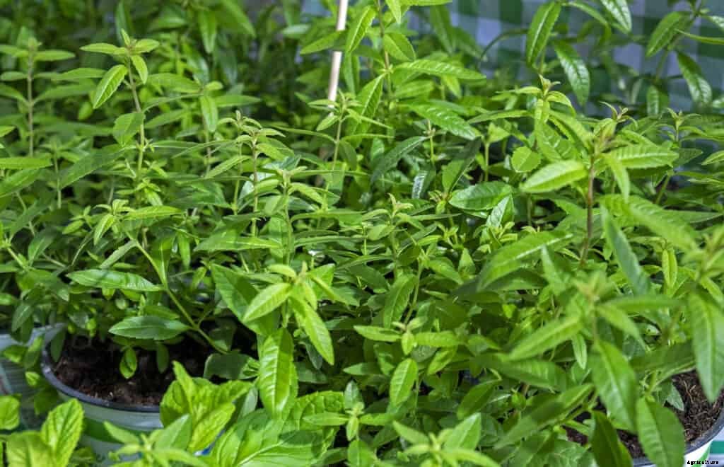 How to Grow Lemon Verbena