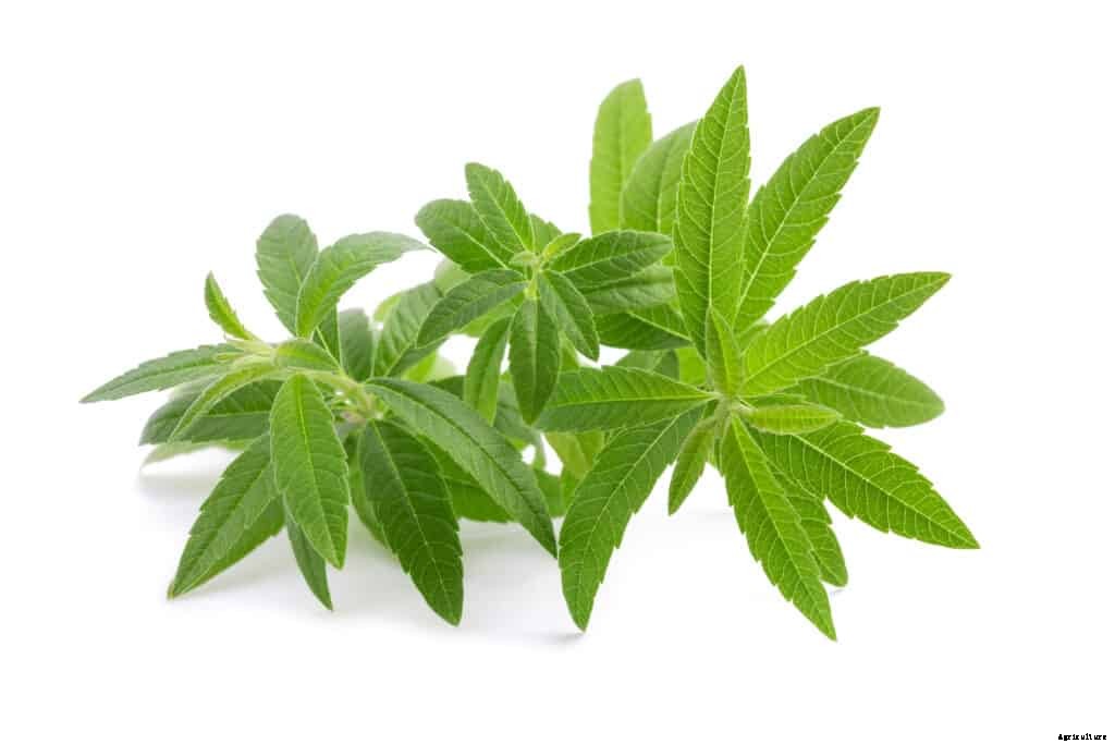 How to Grow Lemon Verbena
