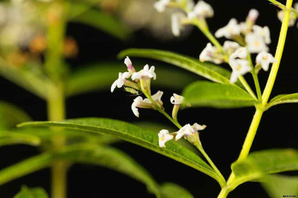 How to Grow Lemon Verbena