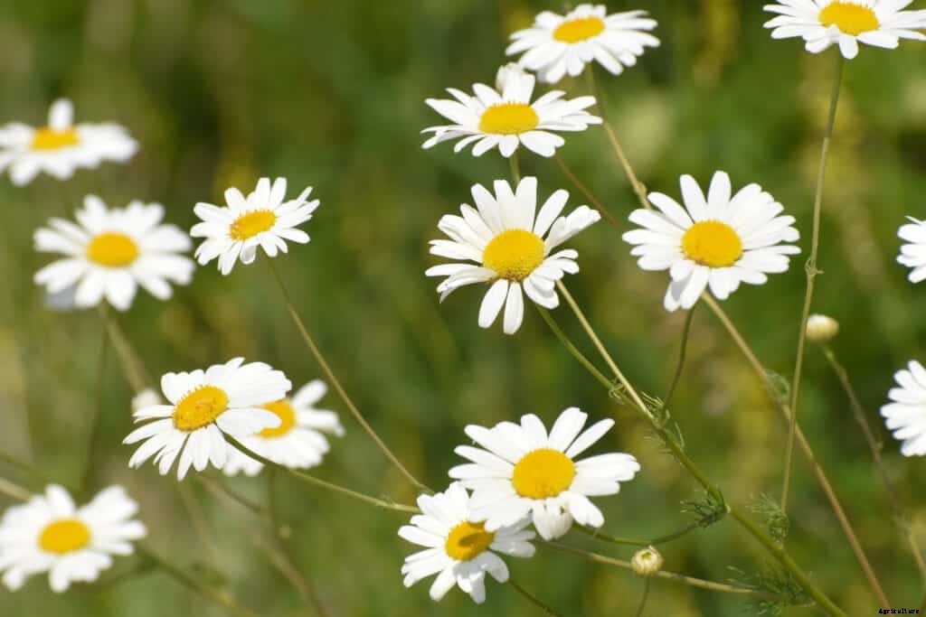 How to Grow Chamomile