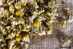 How to Grow Chamomile