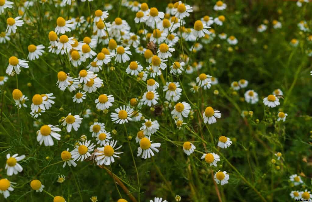 How to Grow Chamomile