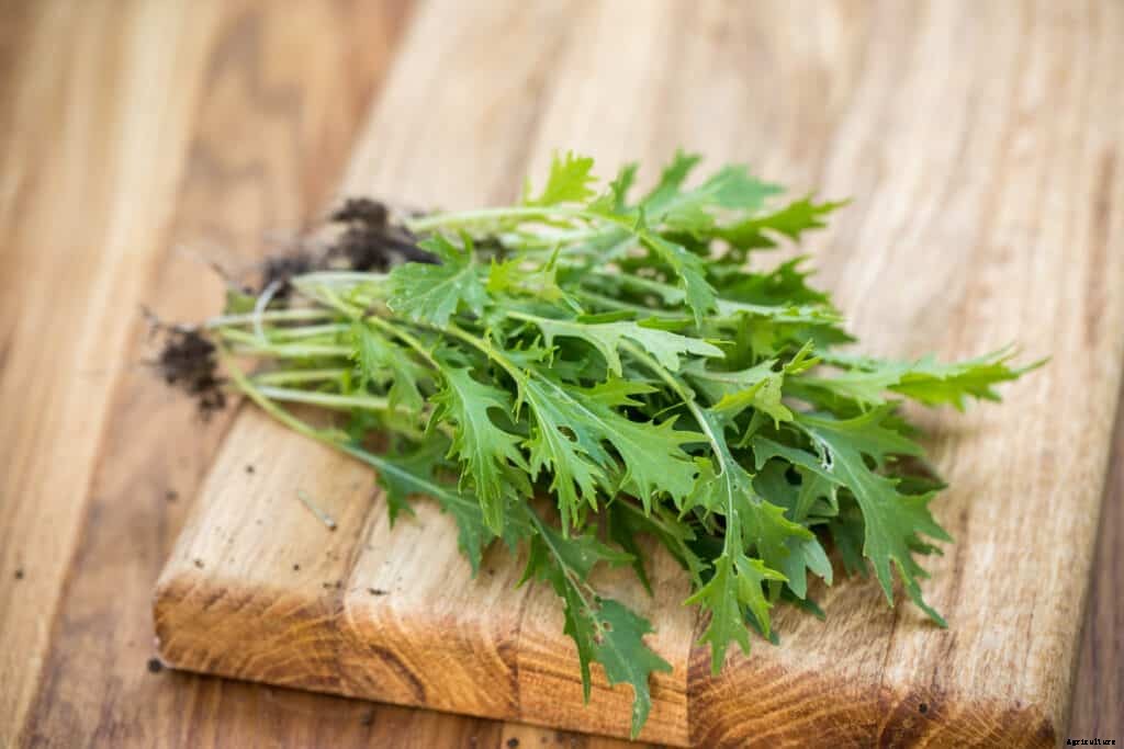 How to Grow Mizuna