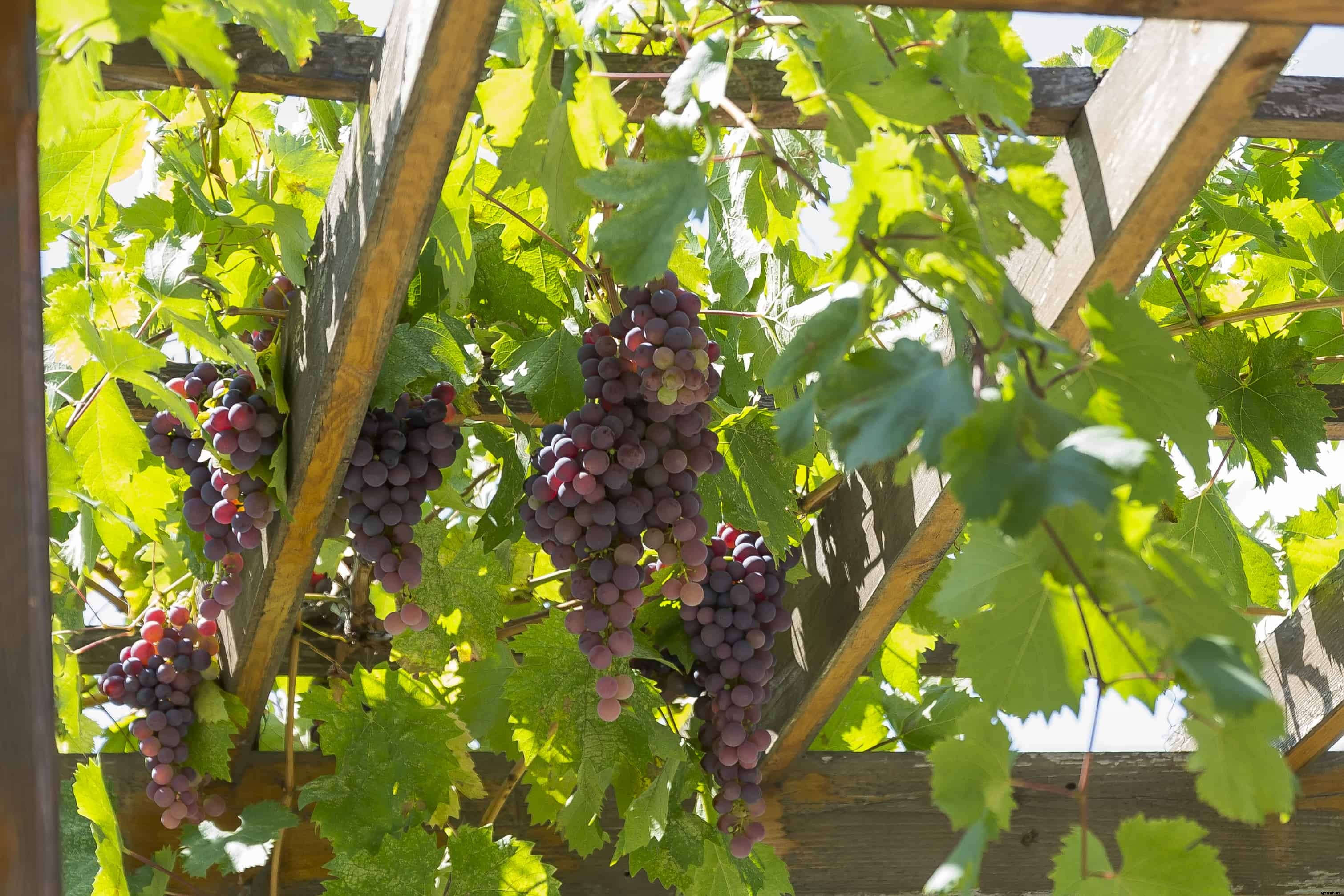 Growing Backyard Grapes