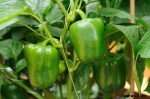 Pepper Growing Success Tips