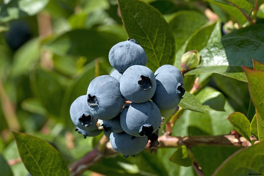 Easy to Grow Blueberries
