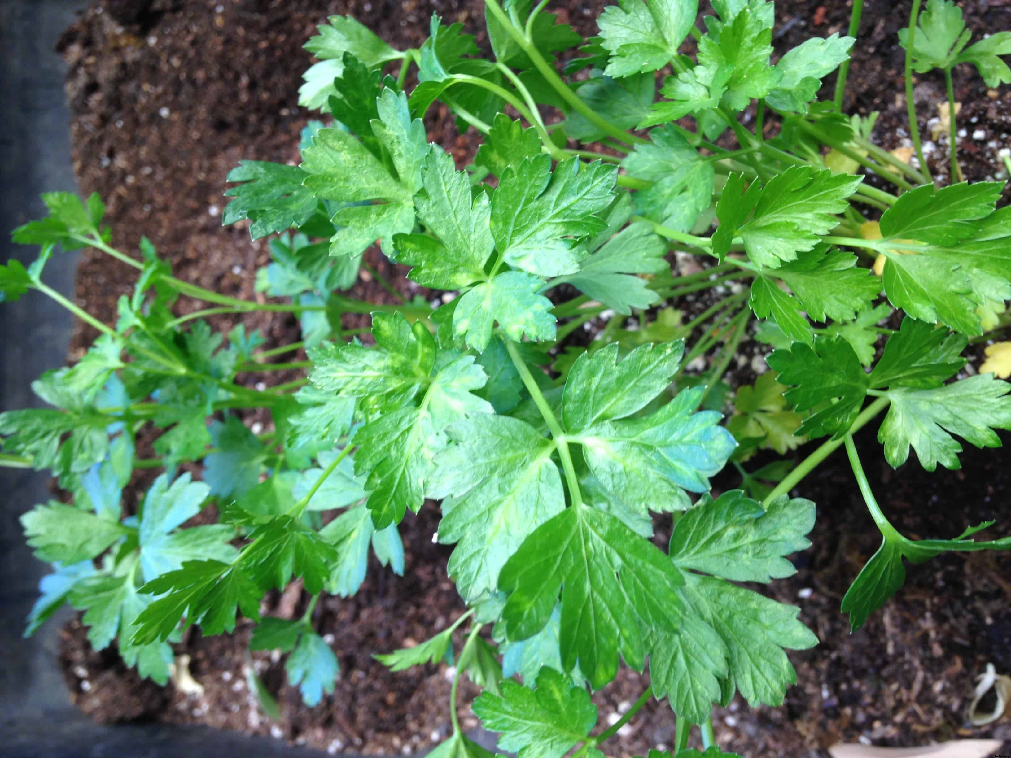 How to Grow Parsley
