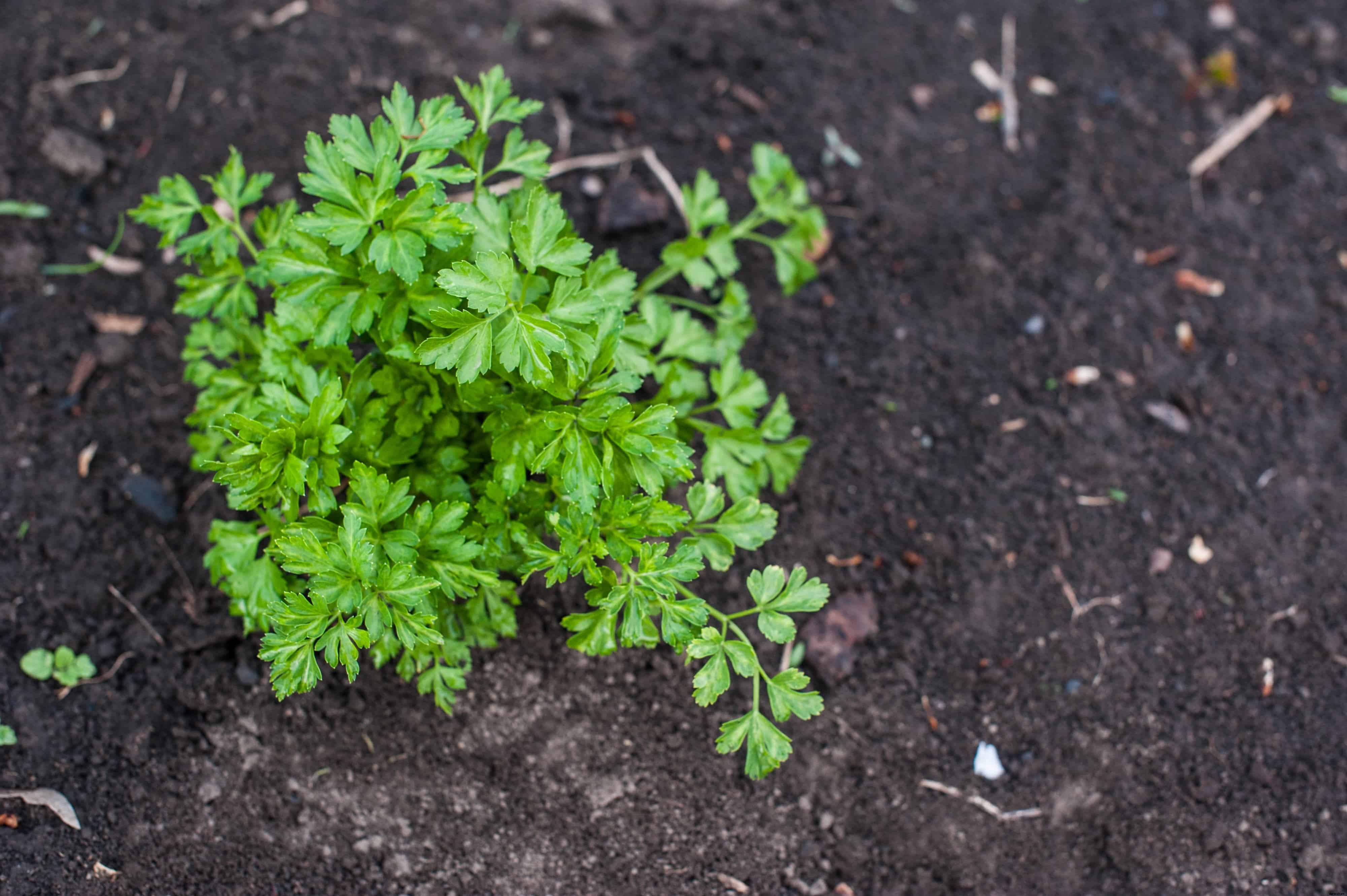 How to Grow Parsley