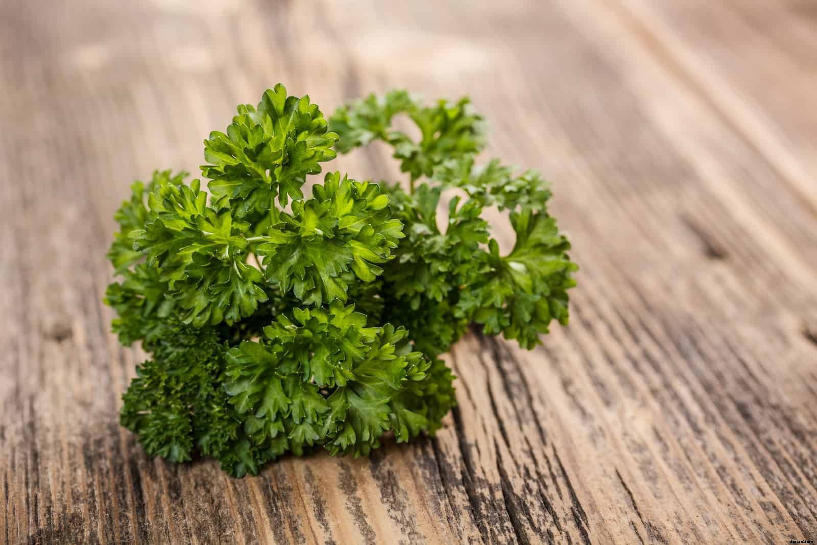 How to Grow Parsley