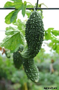 How to Grow Bitter Melon
