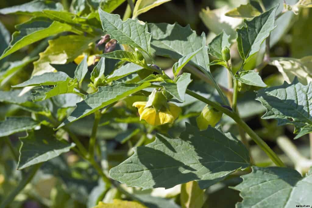 How to Grow Tomatillos