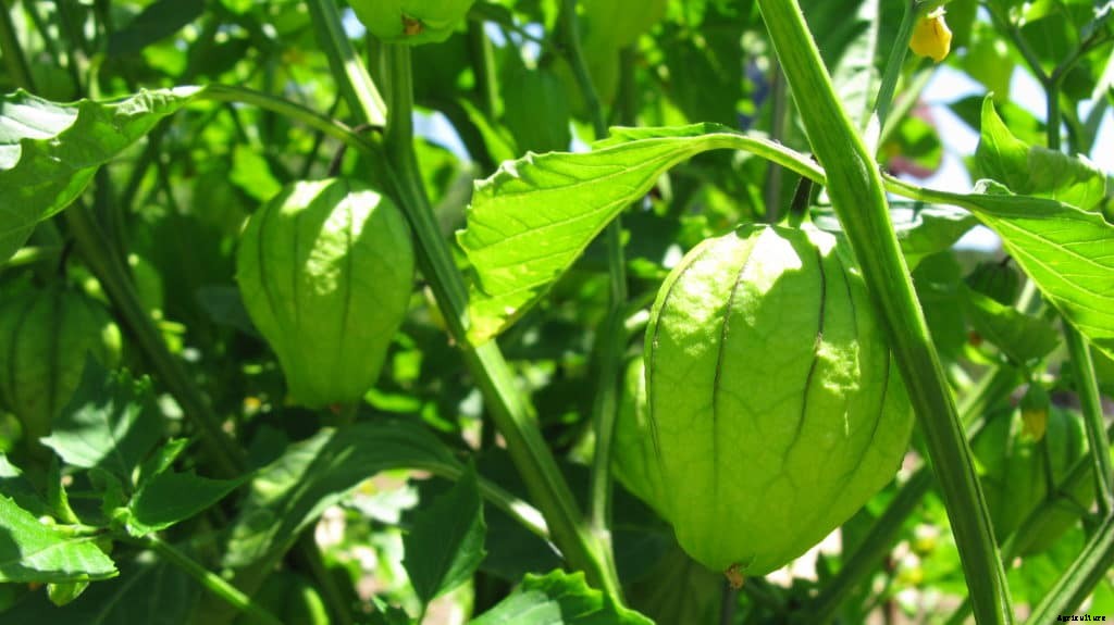 How to Grow Tomatillos