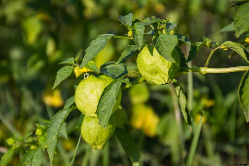 How to Grow Tomatillos