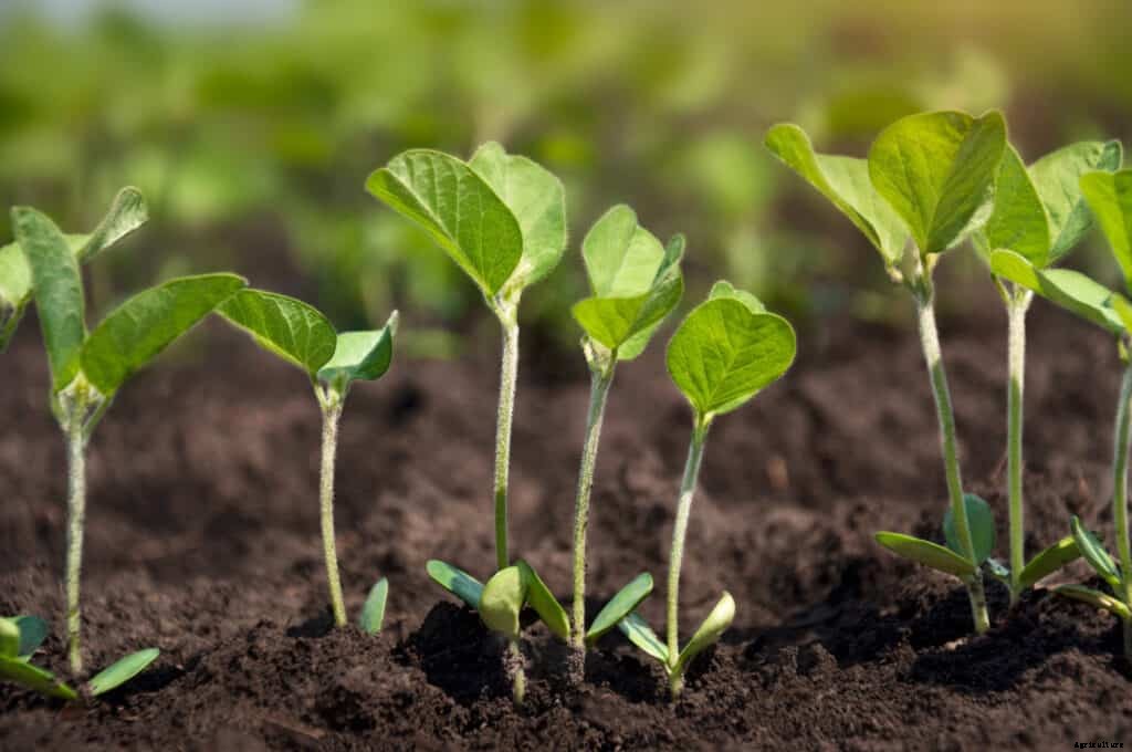 Soybean Growing Tips