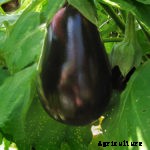 Peppers, Melons, Eggplants—Hate the Cold