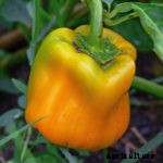 Peppers, Melons, Eggplants—Hate the Cold