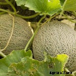 Peppers, Melons, Eggplants—Hate the Cold