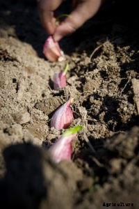 Planting Garlic