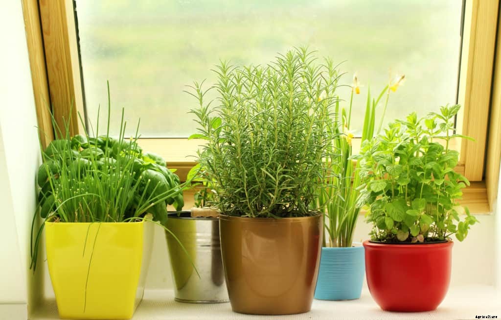 How to Start an Herb Garden