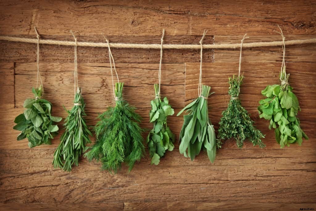 How to Start an Herb Garden
