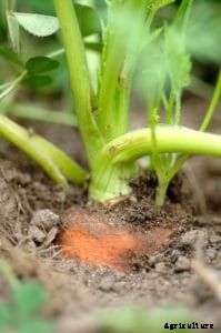 Grow Carrots Anytime of the Year in Five Steps