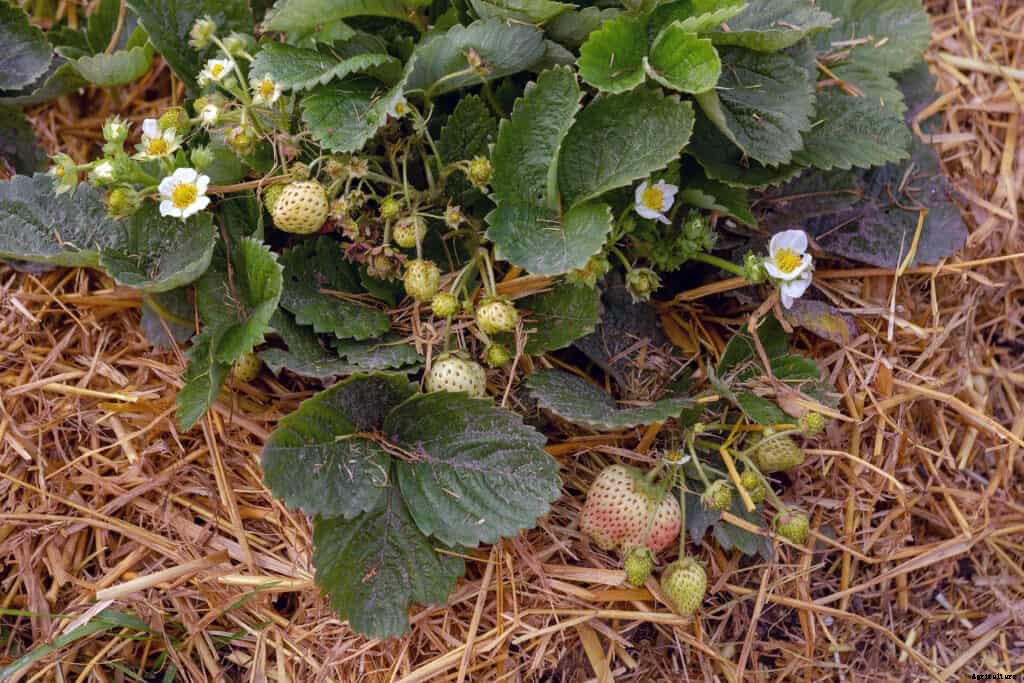Starting Strawberry Plants from Runners