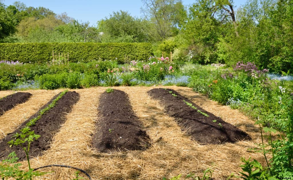 Planning and Planting the Fall Vegetable Garden