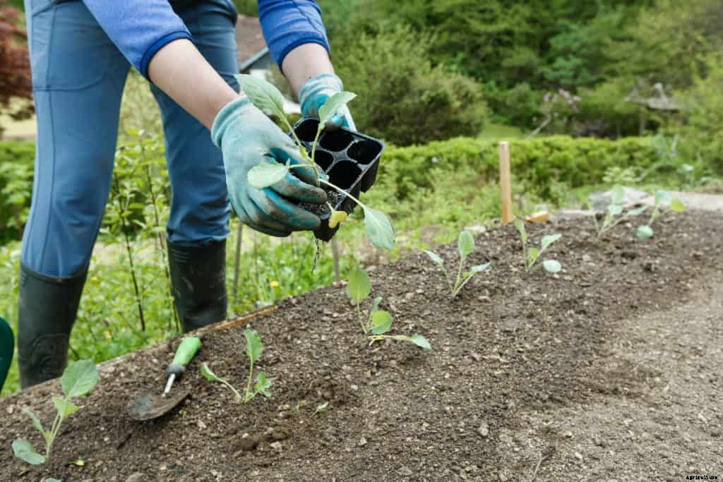 Planning and Planting the Fall Vegetable Garden