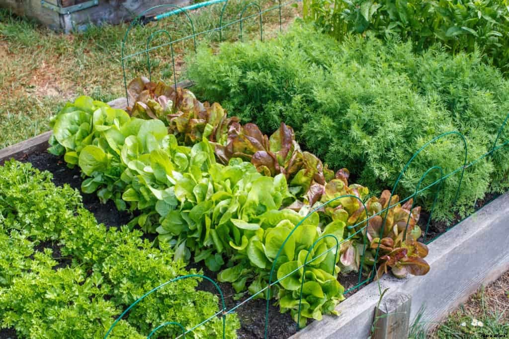 Planning and Planting the Fall Vegetable Garden
